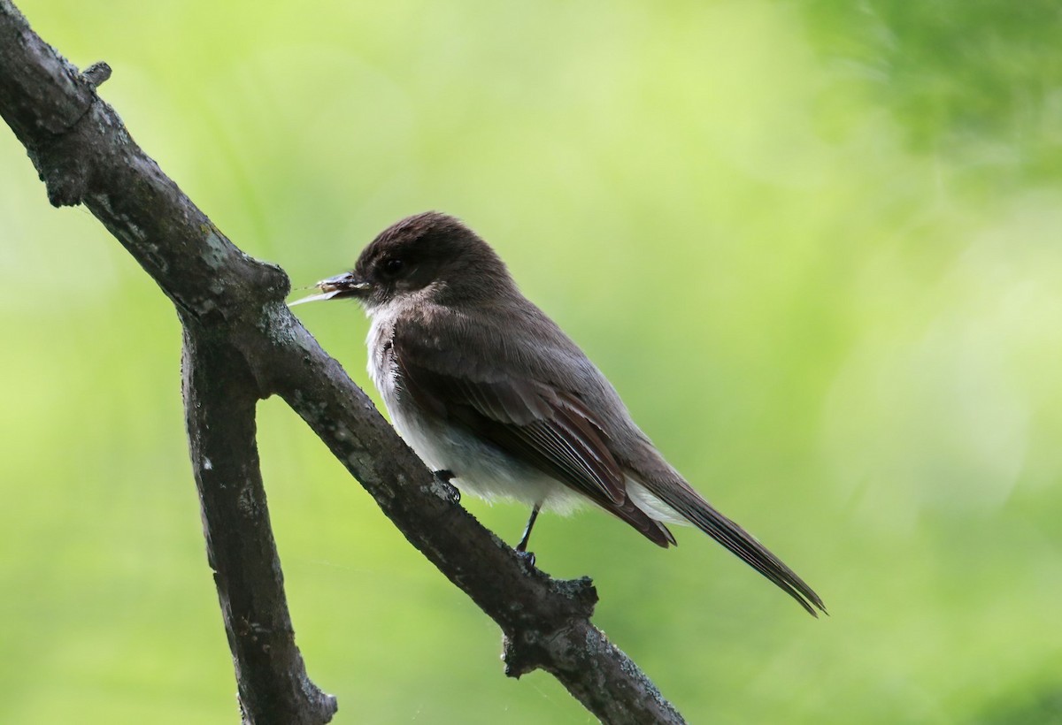 Eastern Phoebe - ML620470591