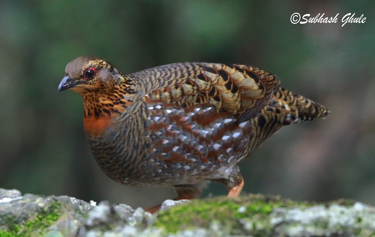 Hill Partridge - ML620470593