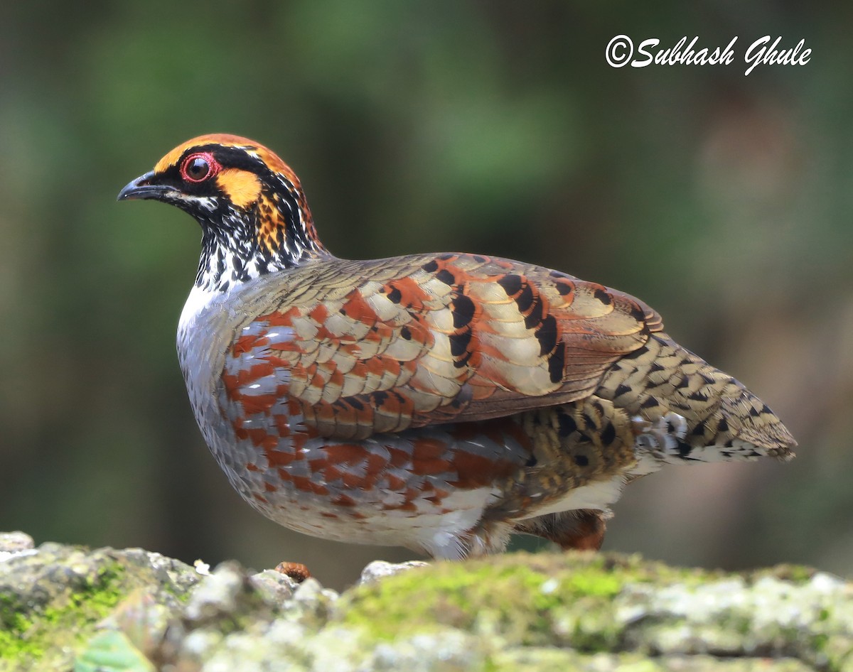 Hill Partridge - ML620470594