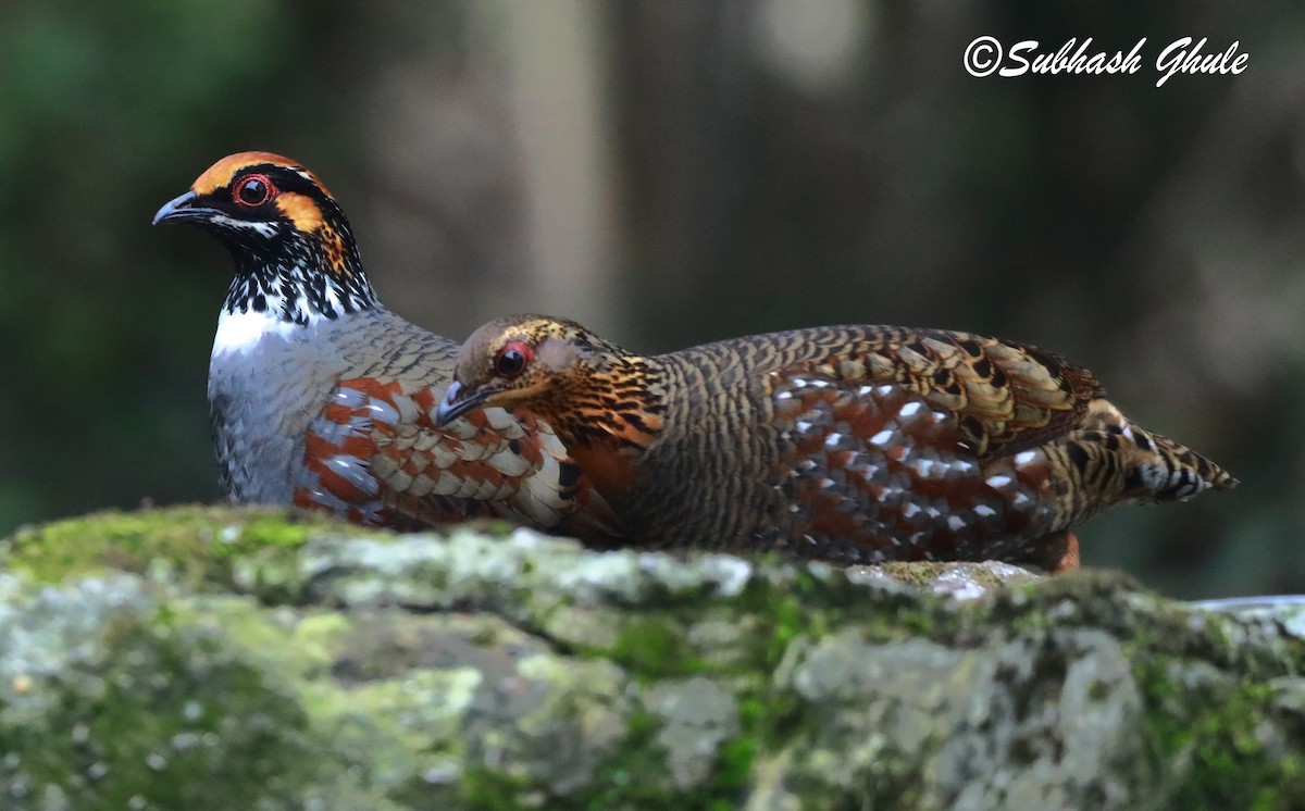 Hill Partridge - ML620470595