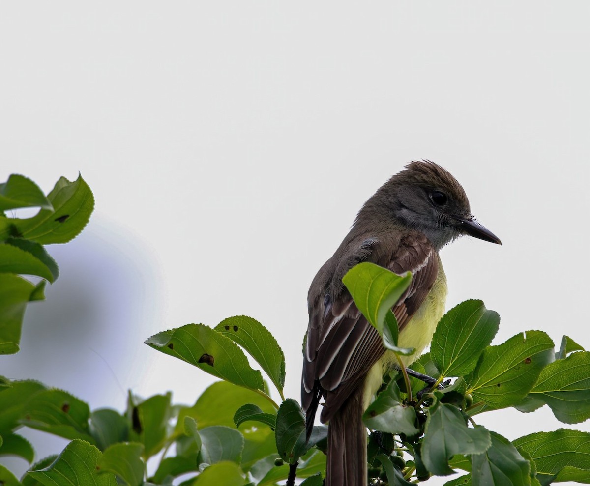 Great Crested Flycatcher - ML620470600