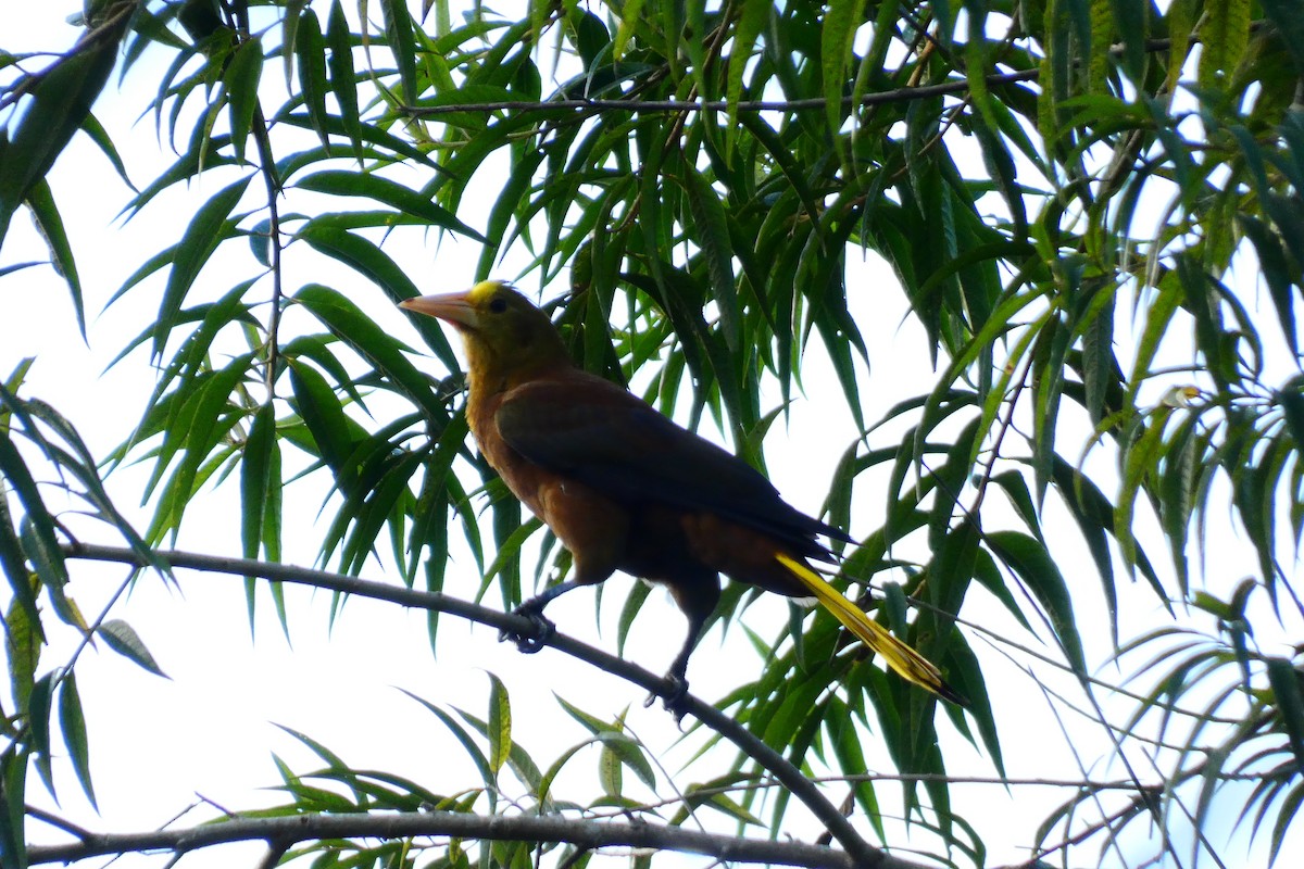 Russet-backed Oropendola - ML620470608