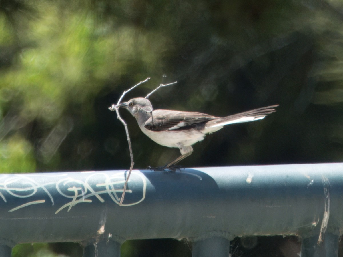 Northern Mockingbird - ML620470609