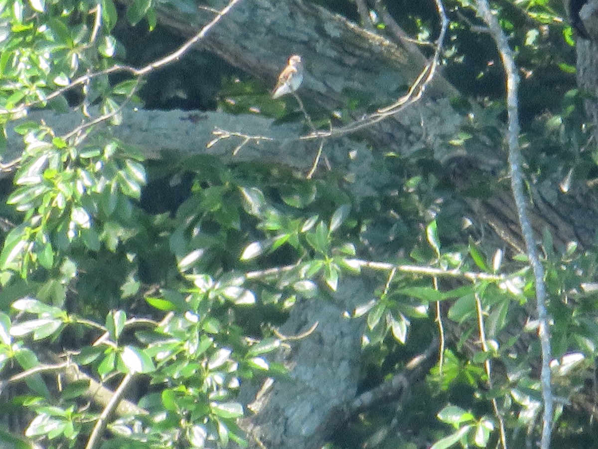 Northern Rough-winged Swallow - ML620470611