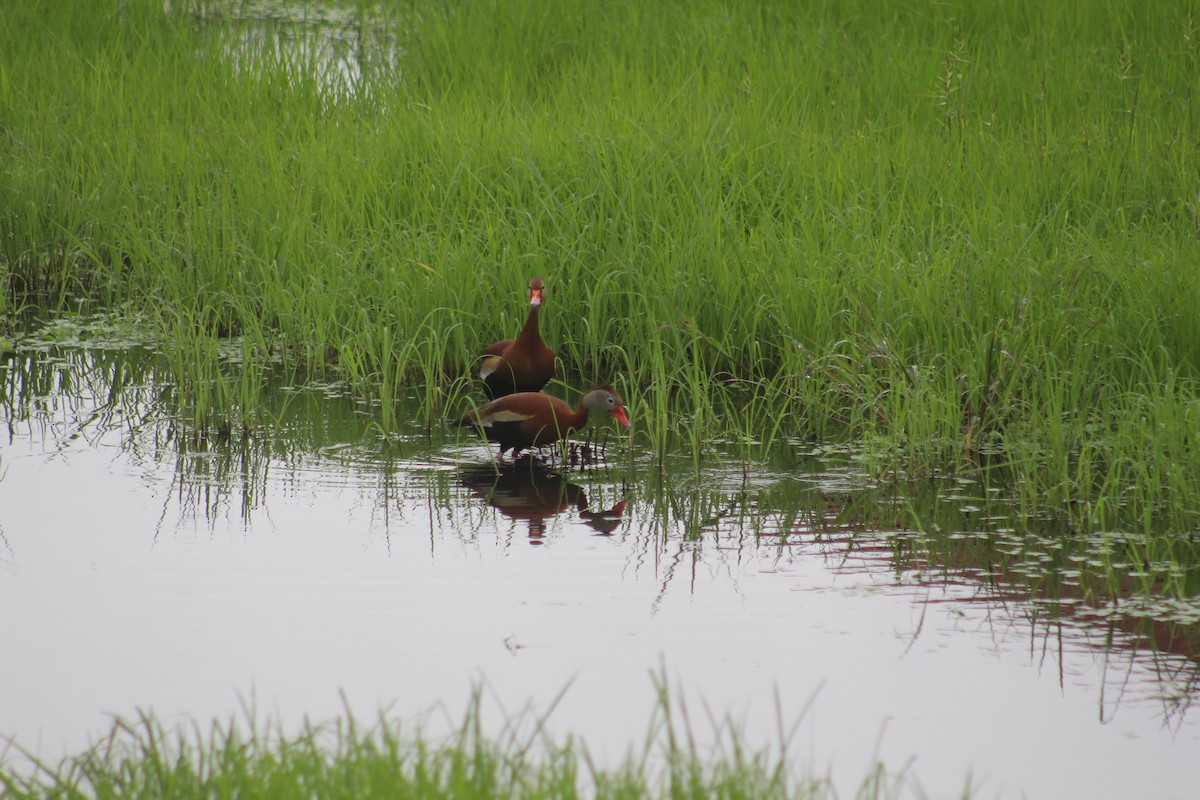 Black-bellied Whistling-Duck - ML620470616