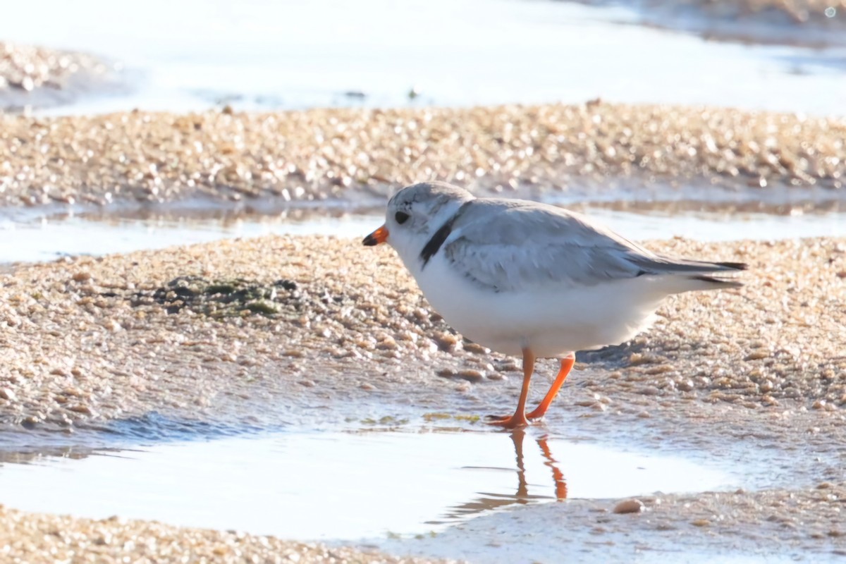 Piping Plover - ML620470620