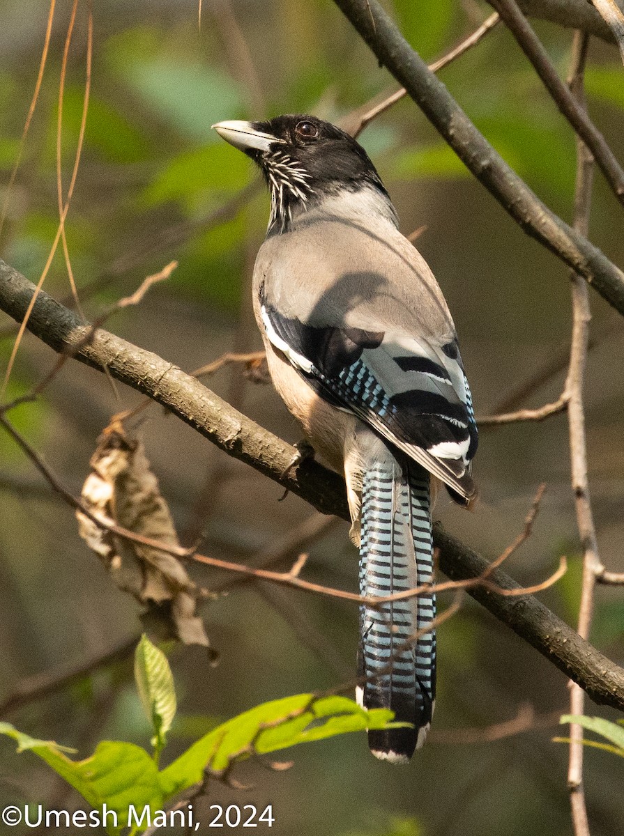 Black-headed Jay - Umesh Mani