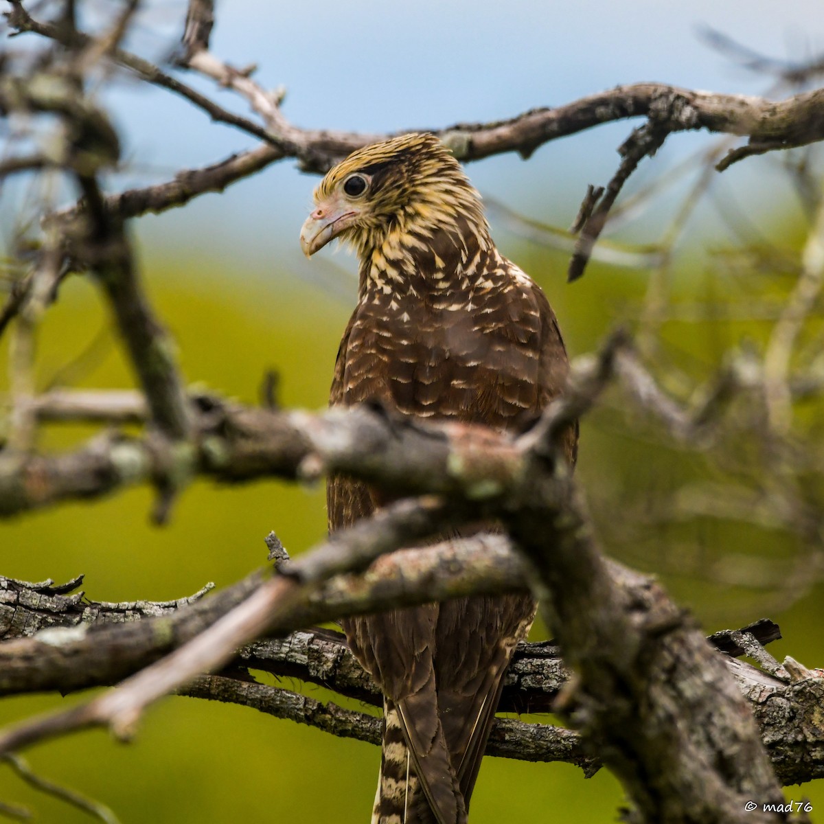 Yellow-headed Caracara - MARIO DELGADO AGUDELO