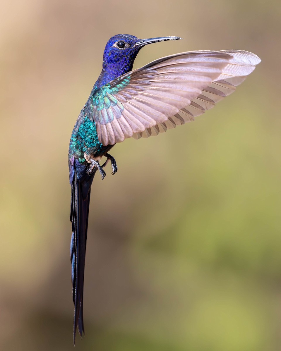 Swallow-tailed Hummingbird - ML620470630