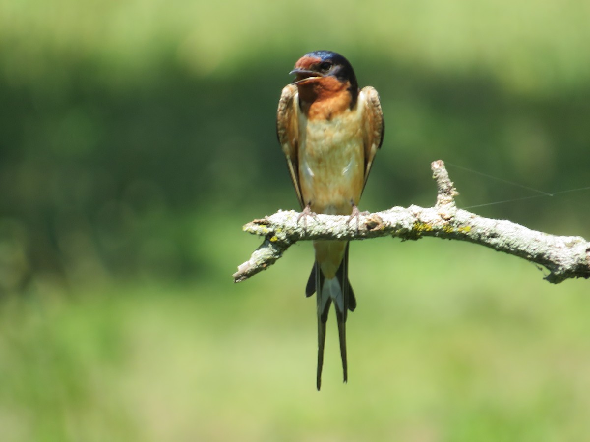 Barn Swallow - Randy Fisher