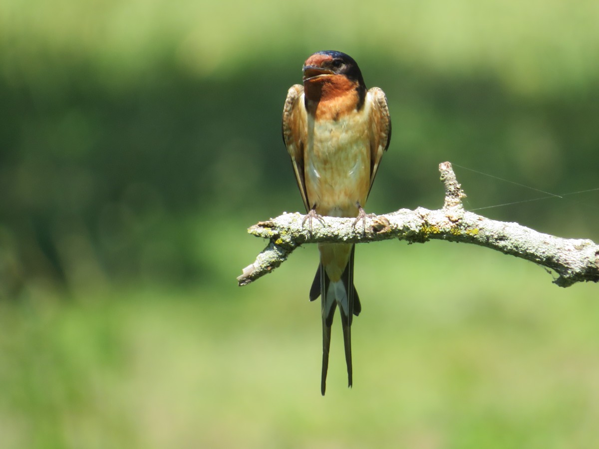 Barn Swallow - ML620470632