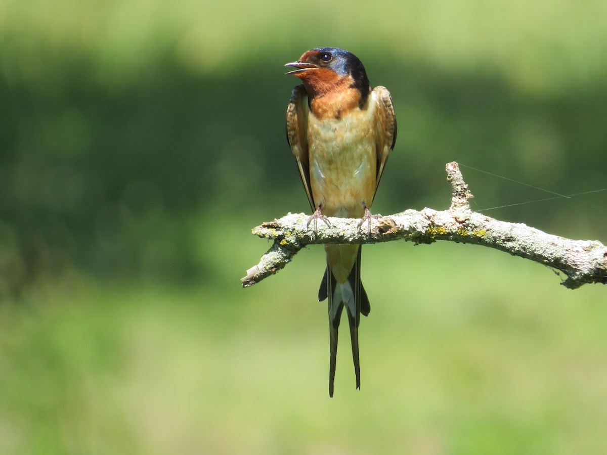 Barn Swallow - ML620470633