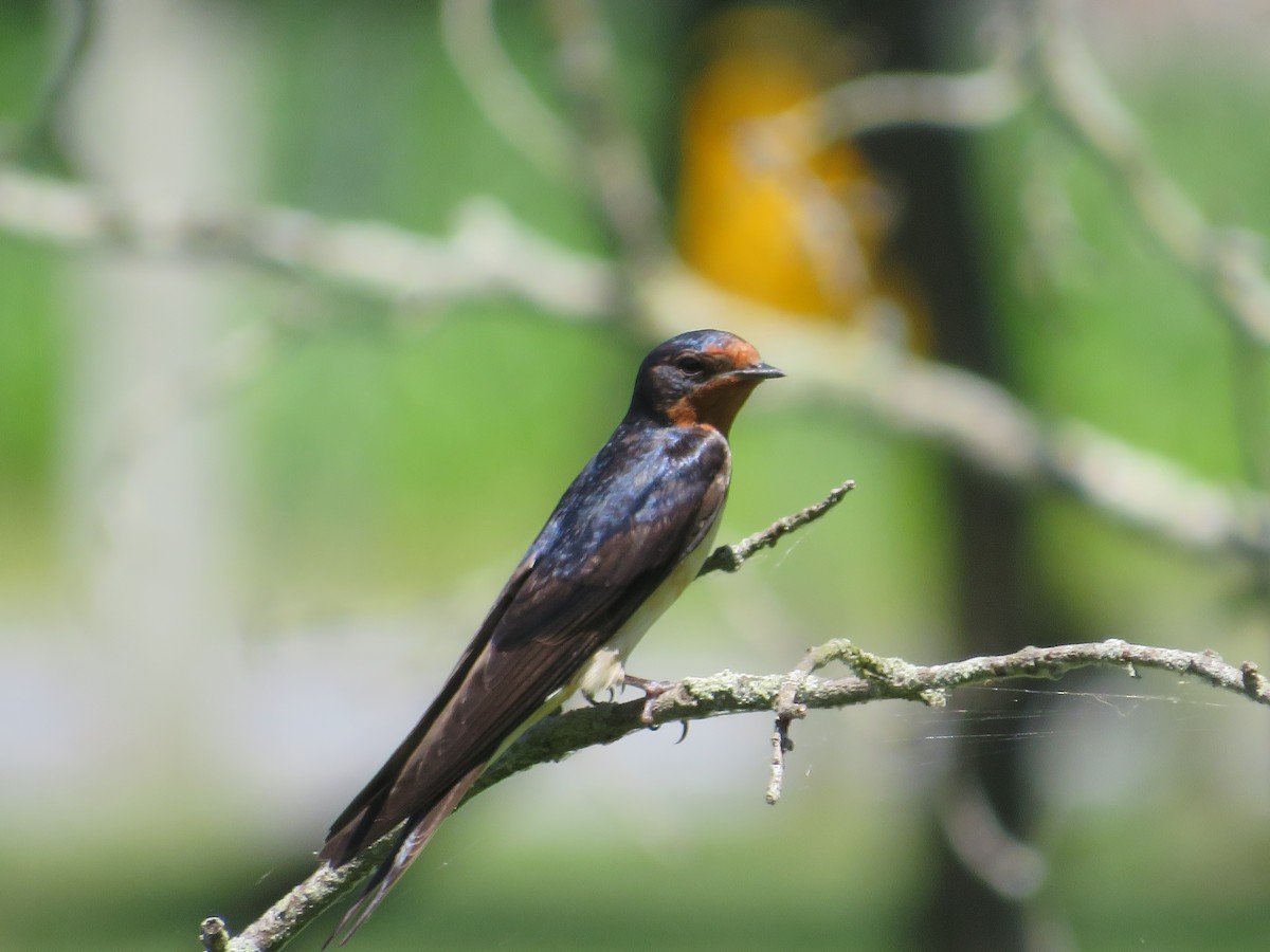 Barn Swallow - ML620470636