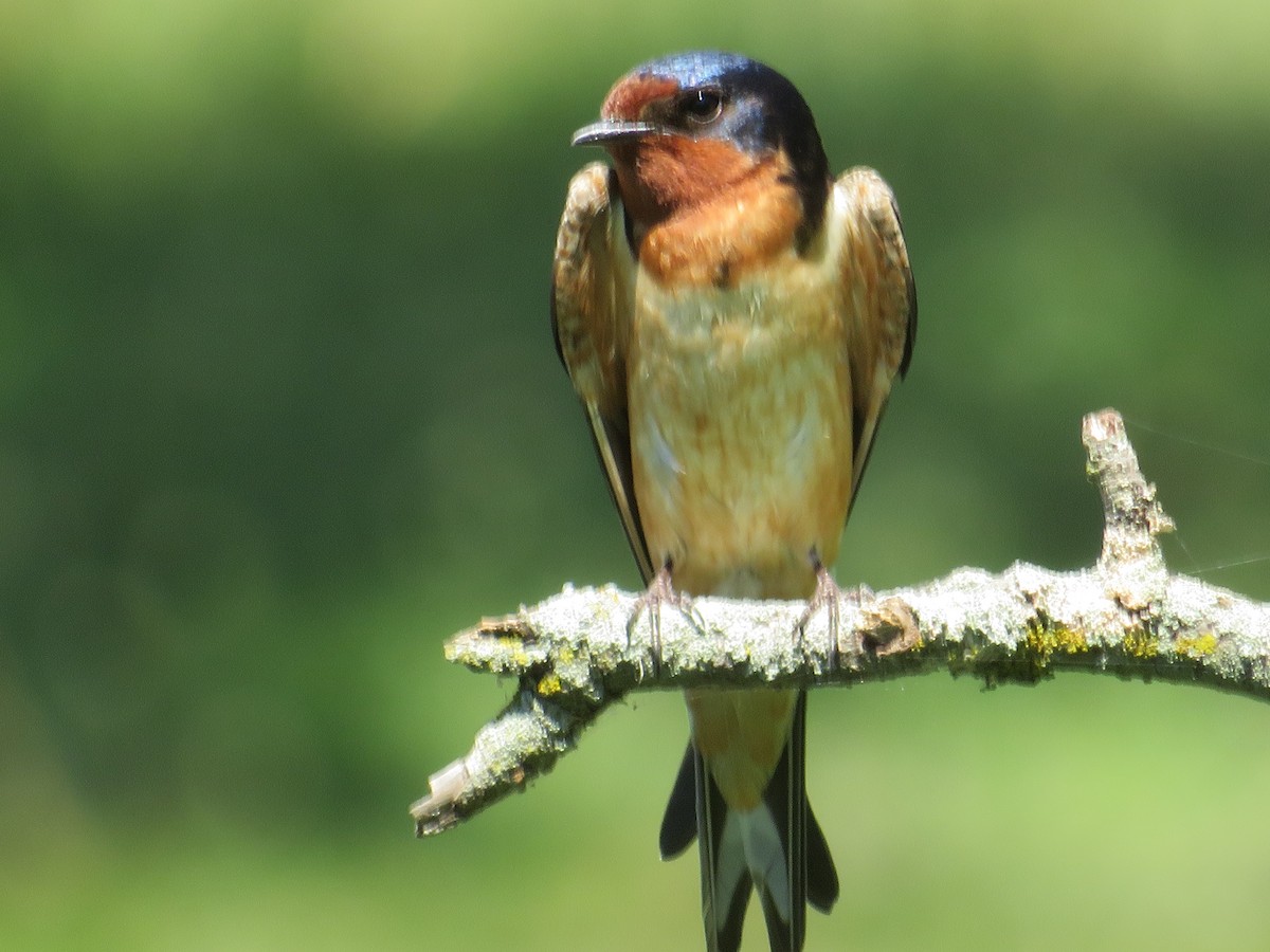 Barn Swallow - ML620470637