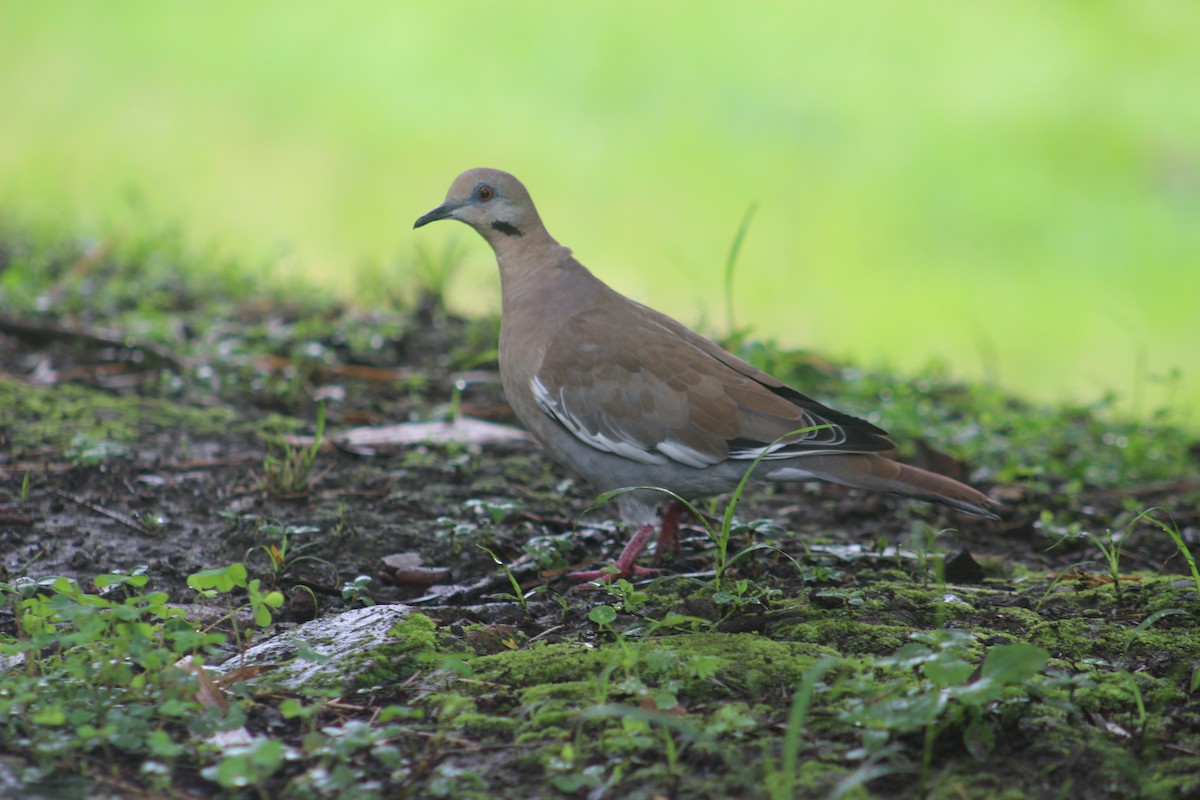White-winged Dove - ML620470638