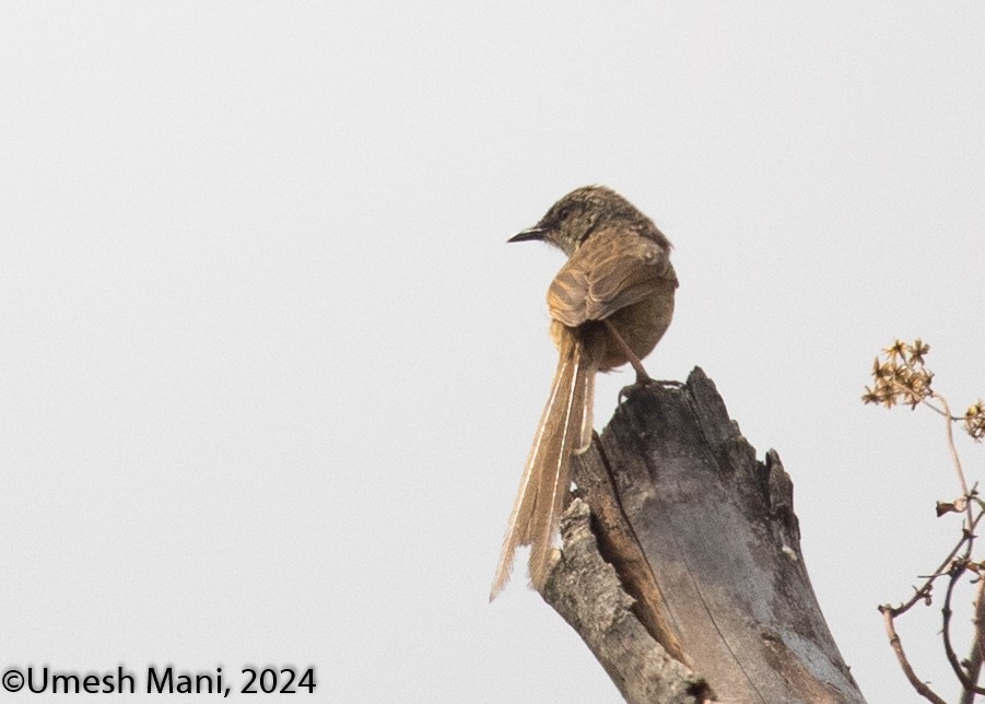 Prinia crinigère - ML620470643