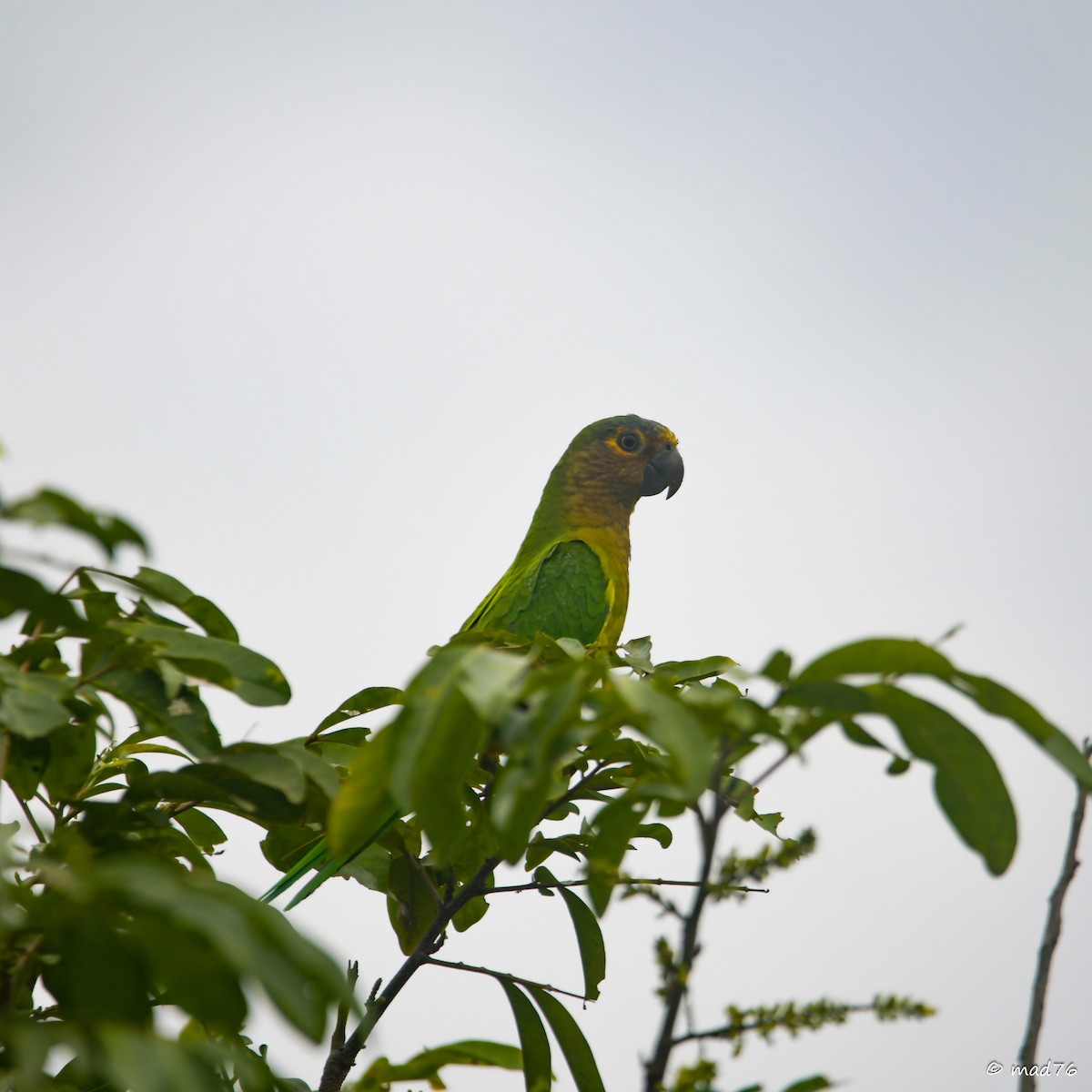 Aratinga Pertinaz - ML620470644