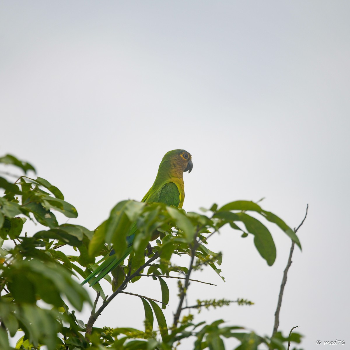 Aratinga Pertinaz - ML620470645