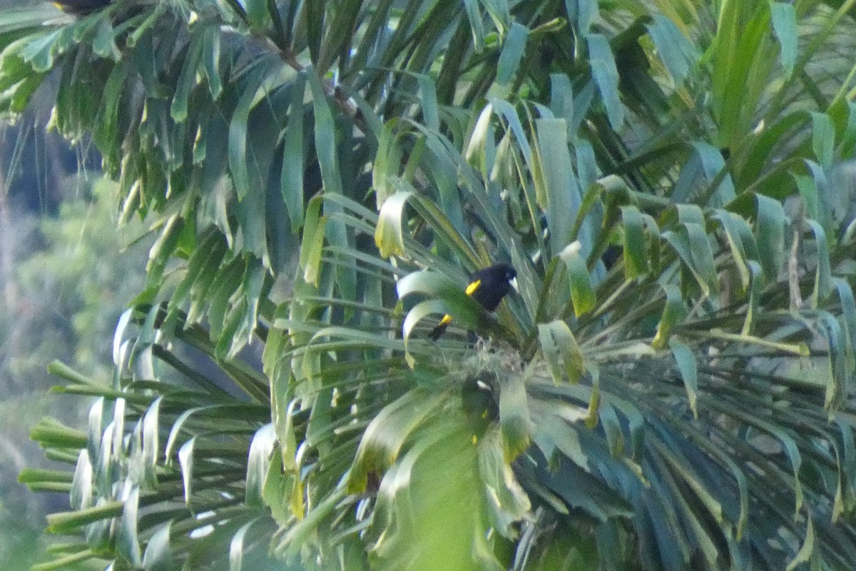 Yellow-rumped Cacique - ML620470647