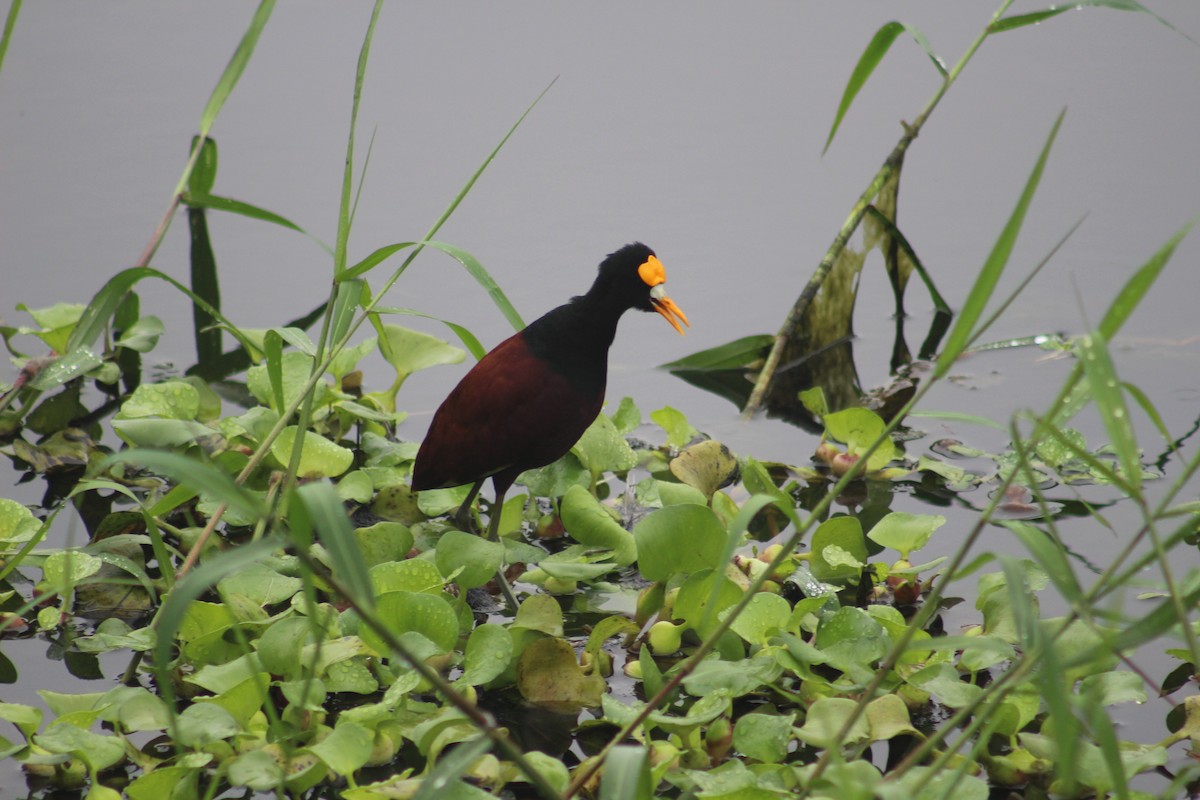 Northern Jacana - ML620470651