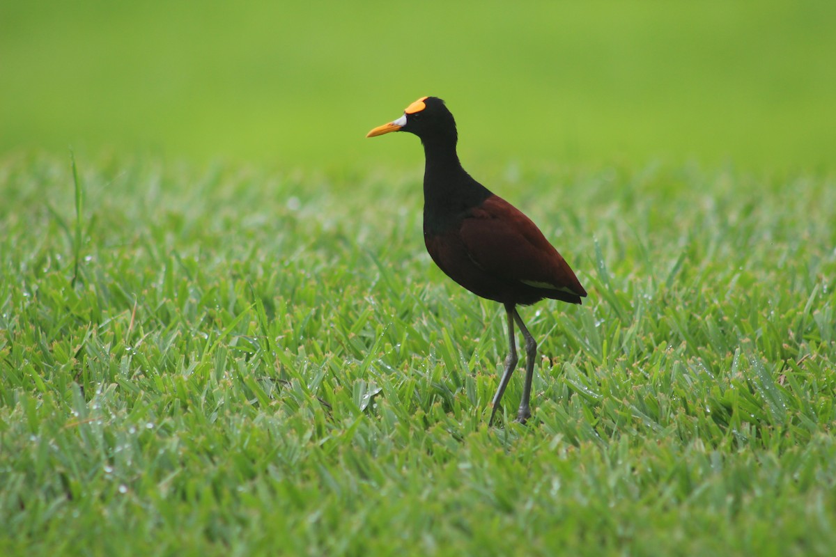 Jacana du Mexique - ML620470652