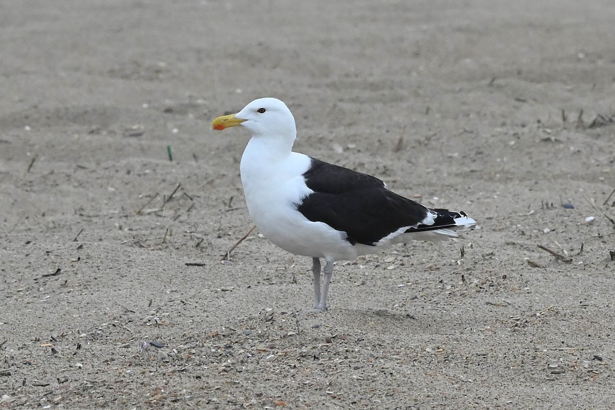 Great Black-backed Gull - ML620470654