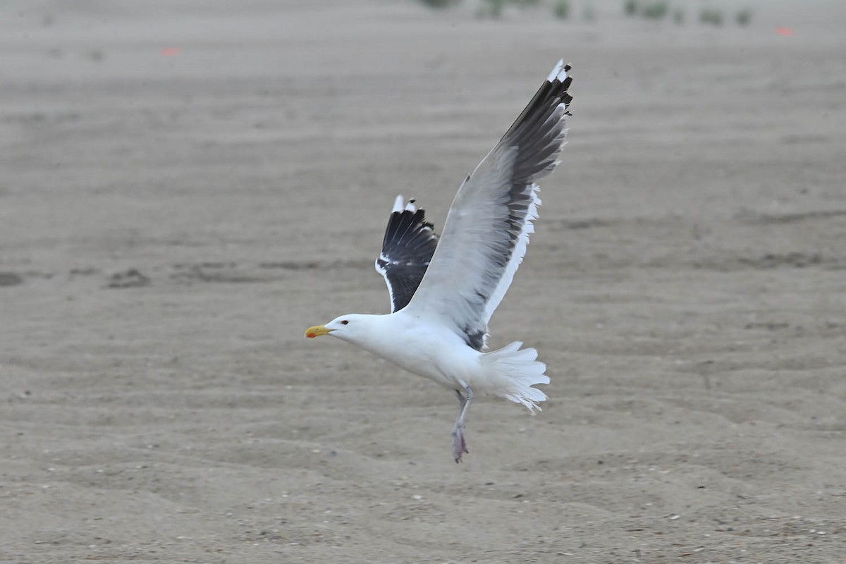 Great Black-backed Gull - ML620470656