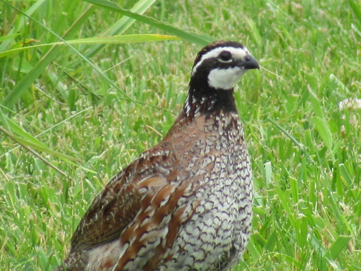 Northern Bobwhite - ML620470658