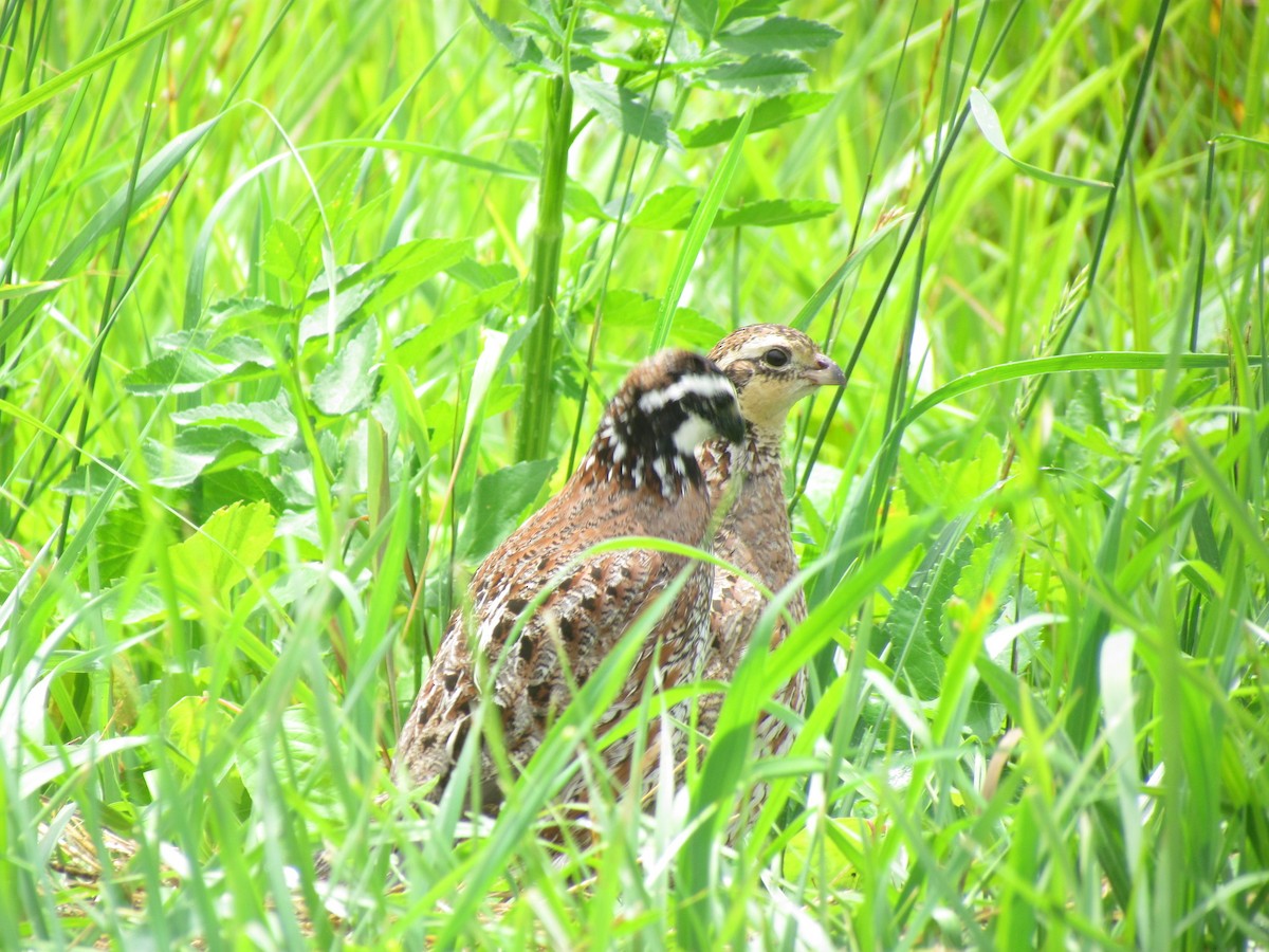 křepel virginský - ML620470660