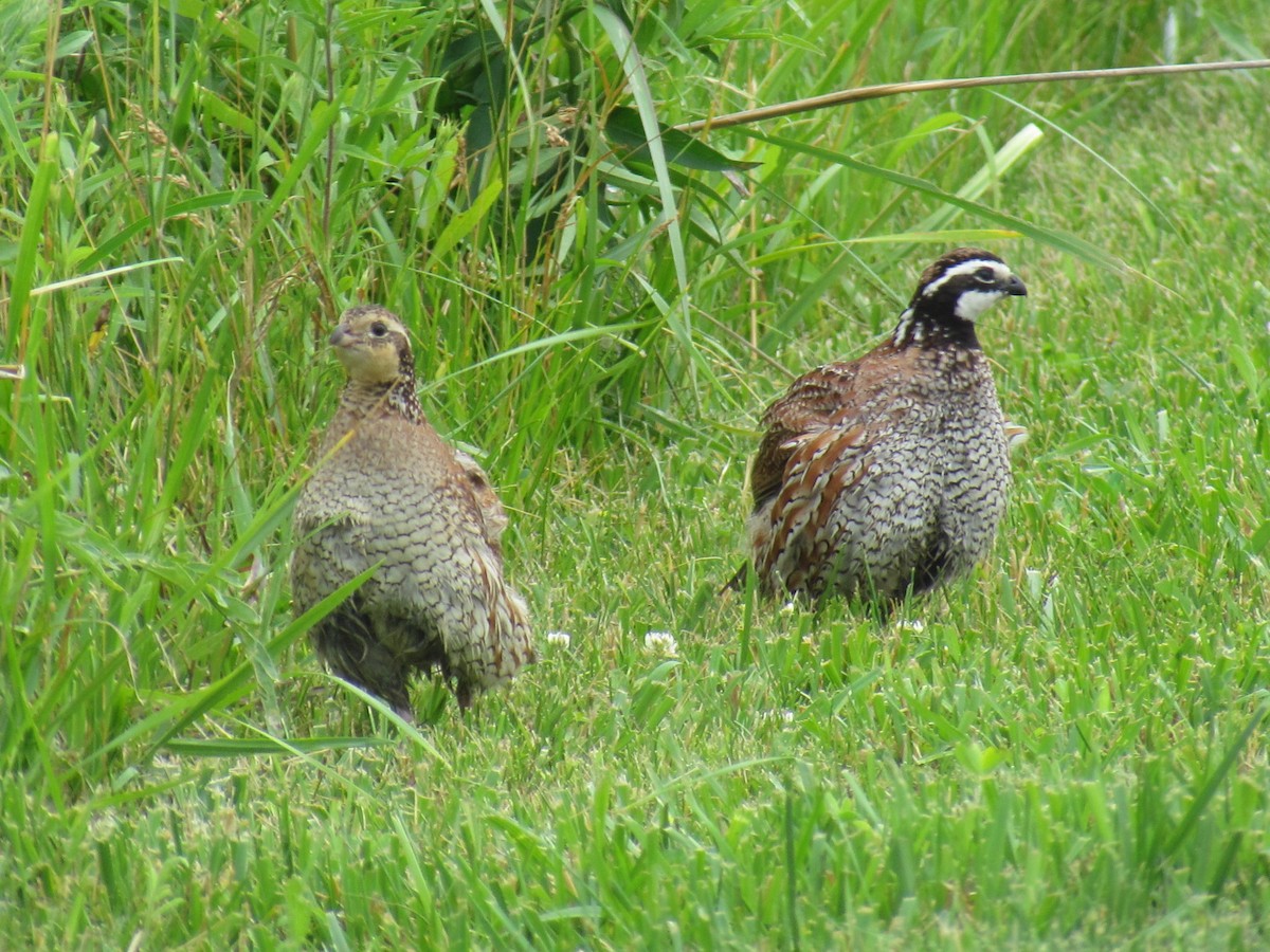 Northern Bobwhite - ML620470663