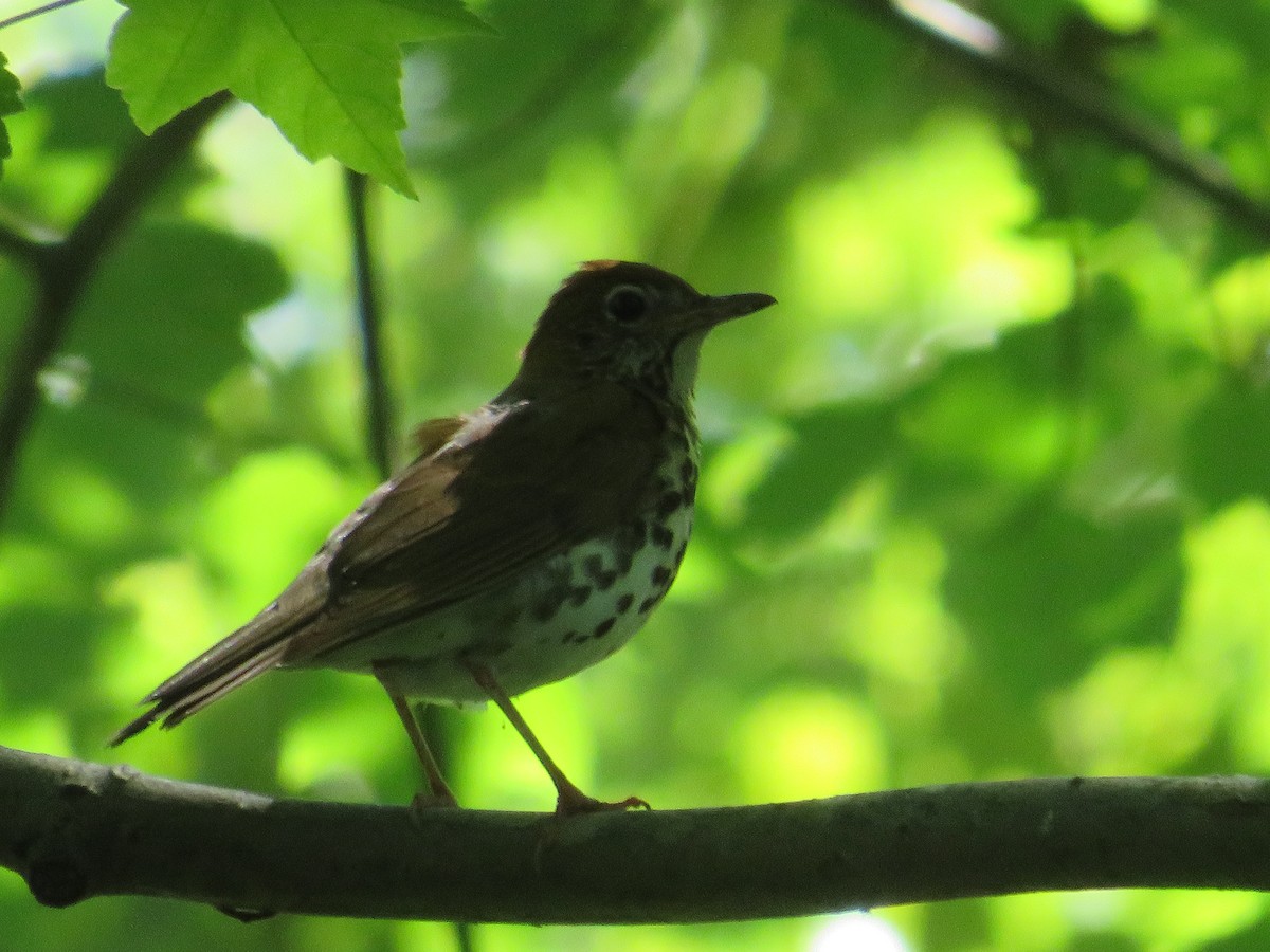 Wood Thrush - ML620470664