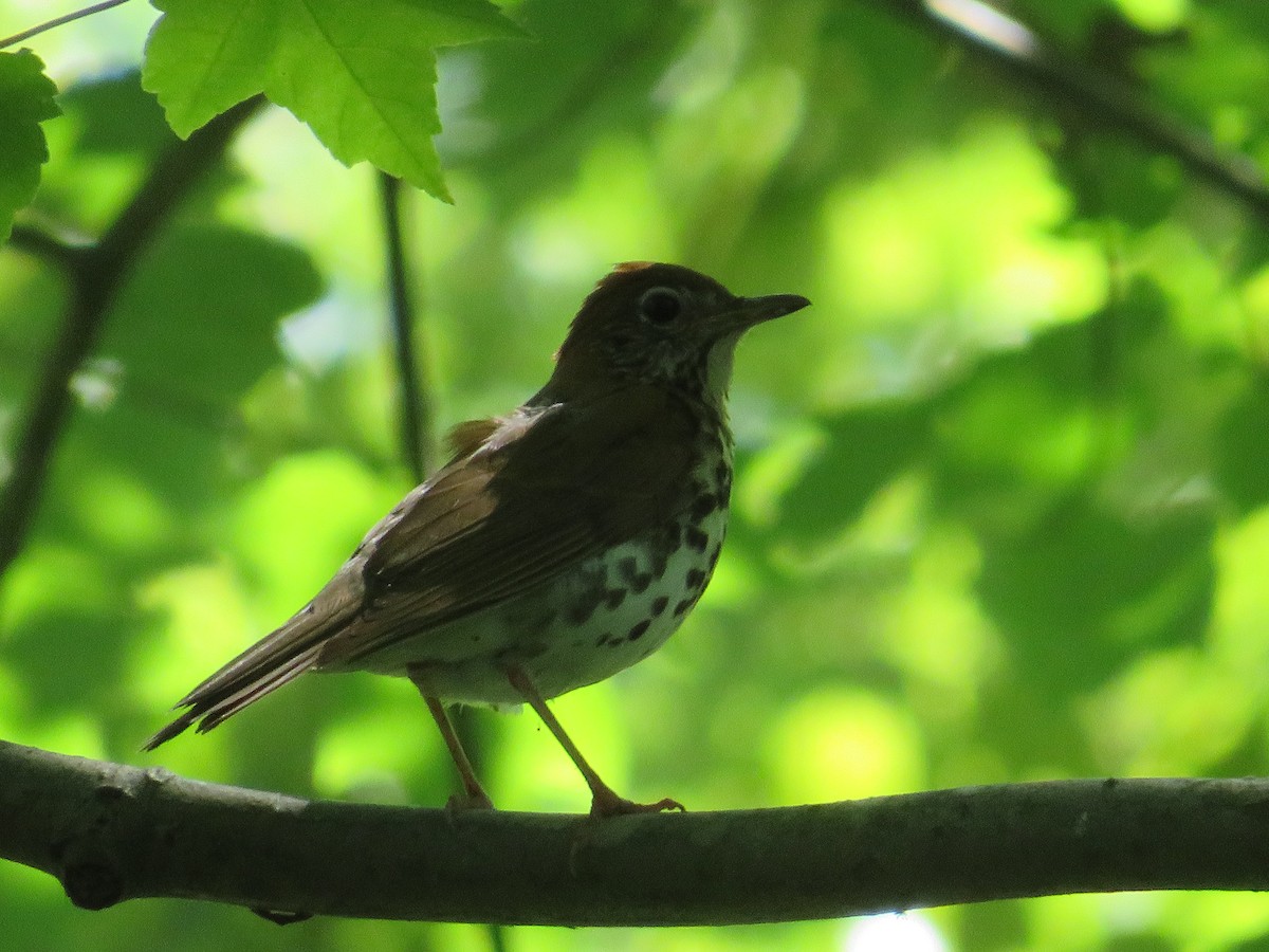 Wood Thrush - ML620470665