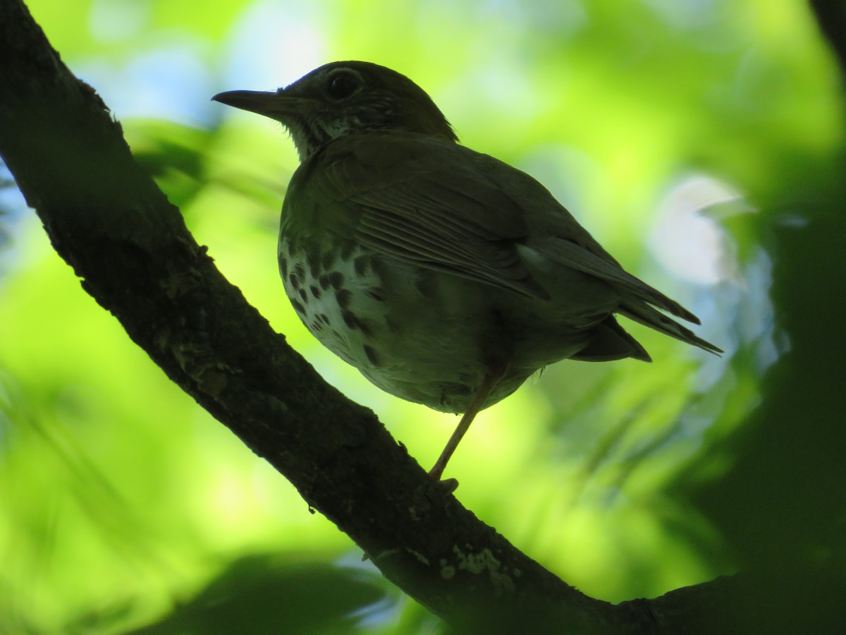 Wood Thrush - ML620470666