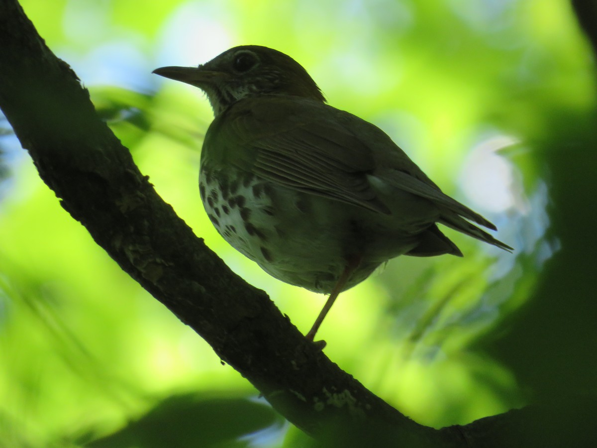 Wood Thrush - ML620470668