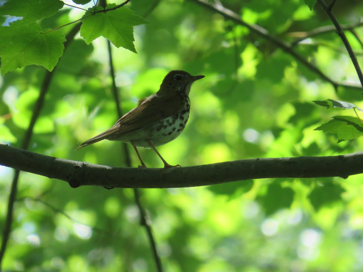 Wood Thrush - ML620470669