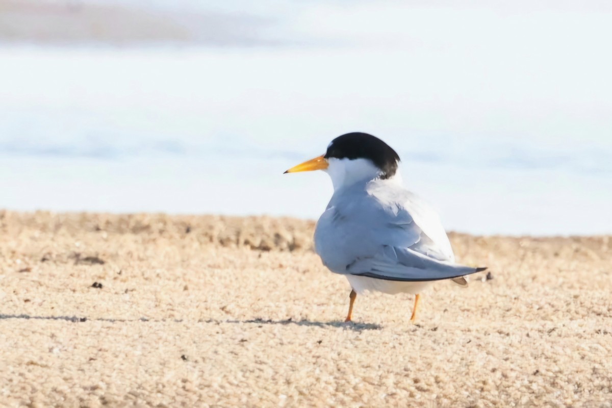 Least Tern - ML620470670