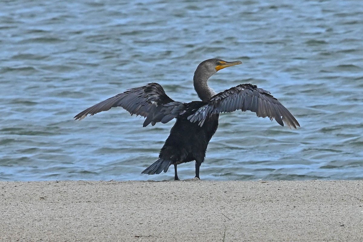 Double-crested Cormorant - ML620470675