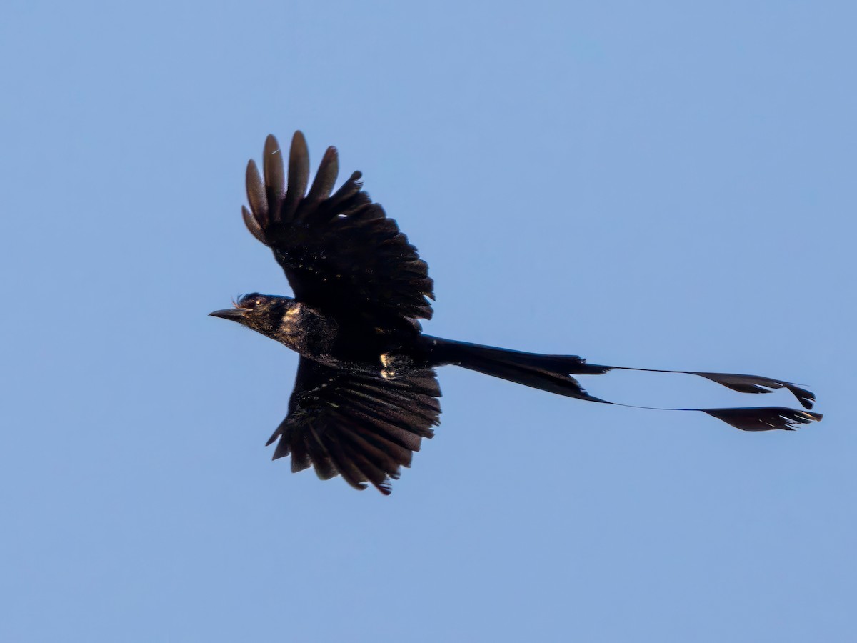 Greater Racket-tailed Drongo - ML620470683