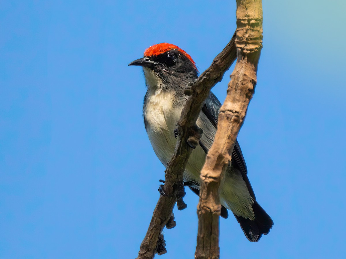 Scarlet-backed Flowerpecker - ML620470691