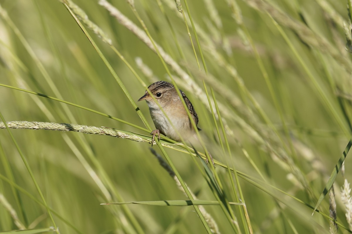 Sedge Wren - Kevin Kerr