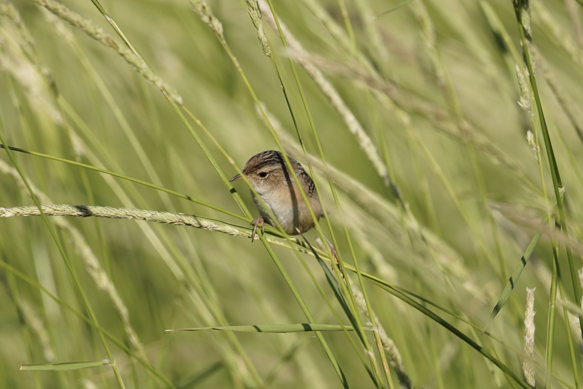 Sedge Wren - ML620470696