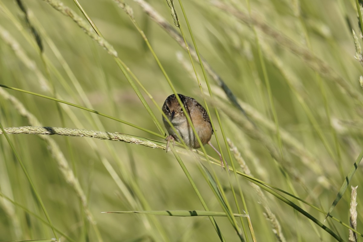 Sedge Wren - Kevin Kerr