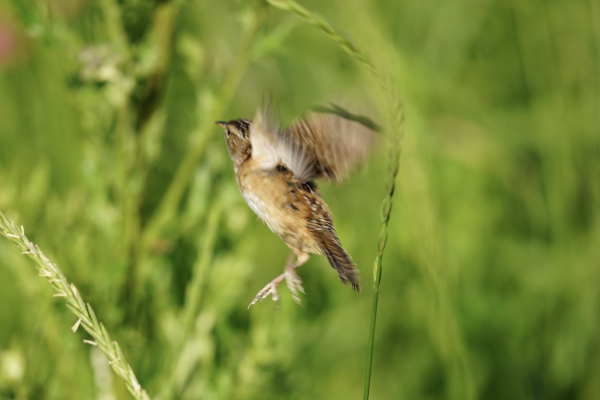 Sedge Wren - ML620470698