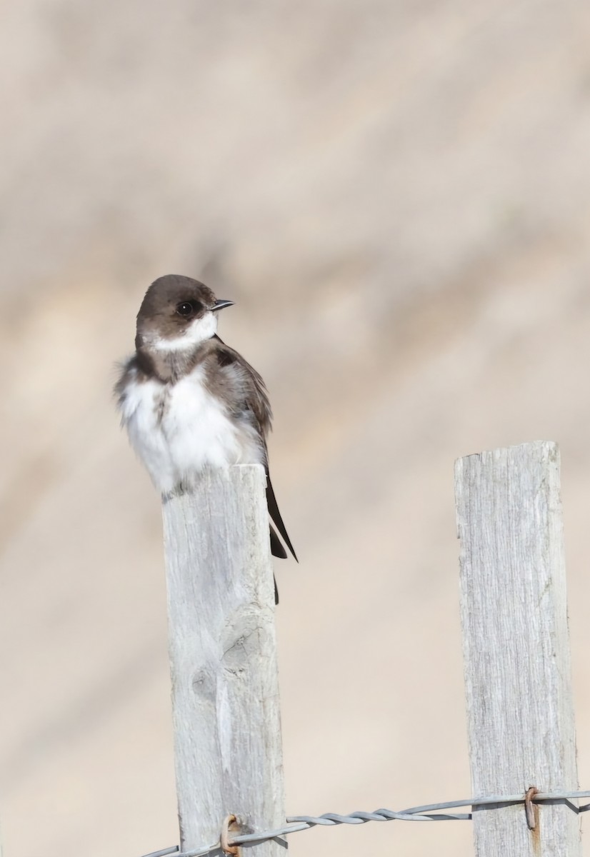 Bank Swallow - ML620470701