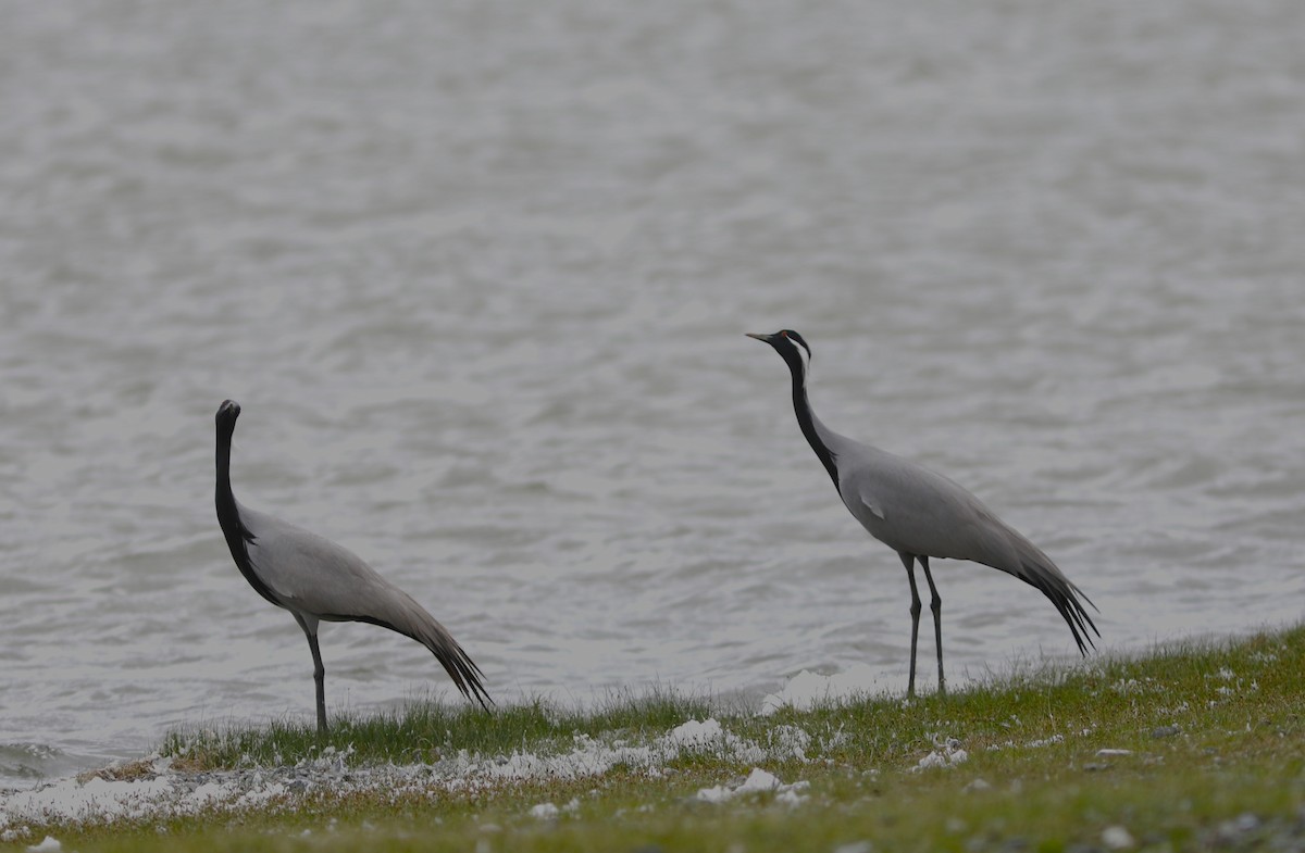 Demoiselle Crane - ML620470709