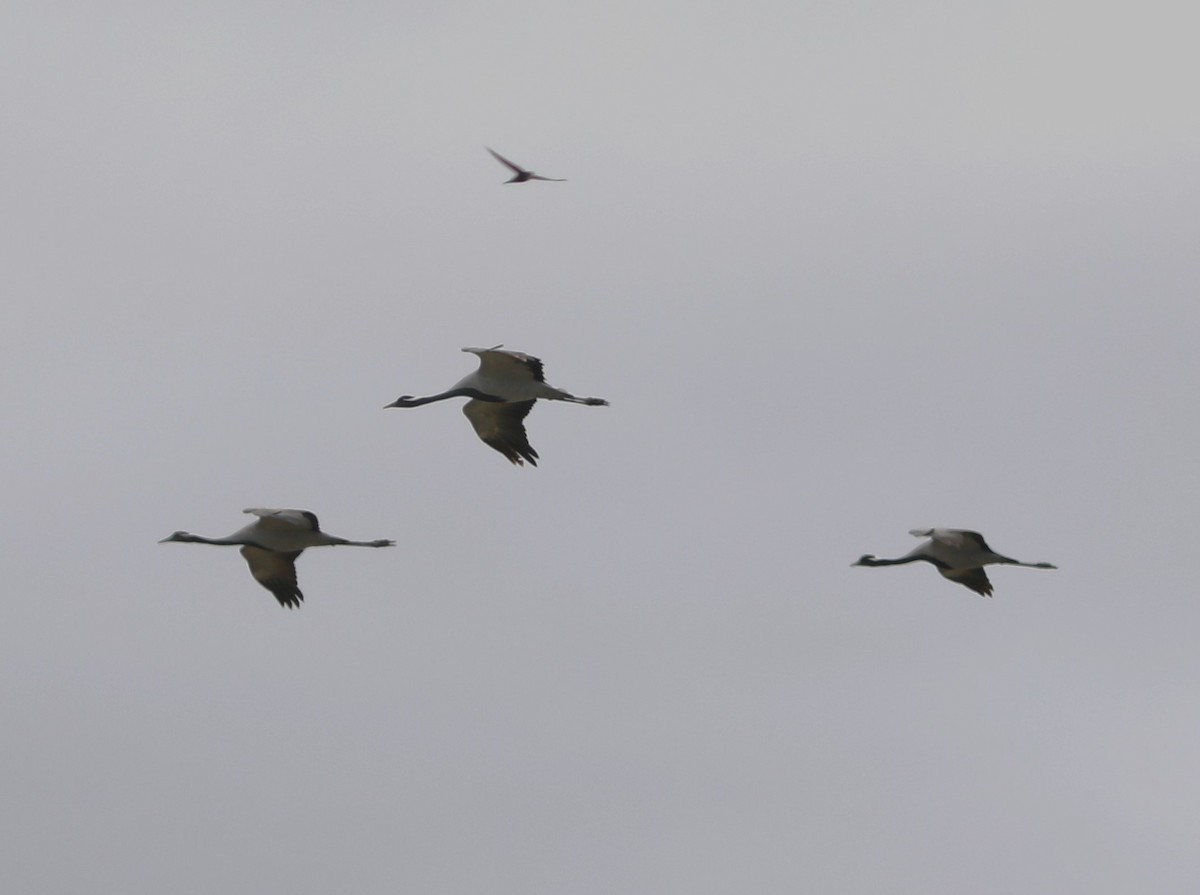 Demoiselle Crane - ML620470710