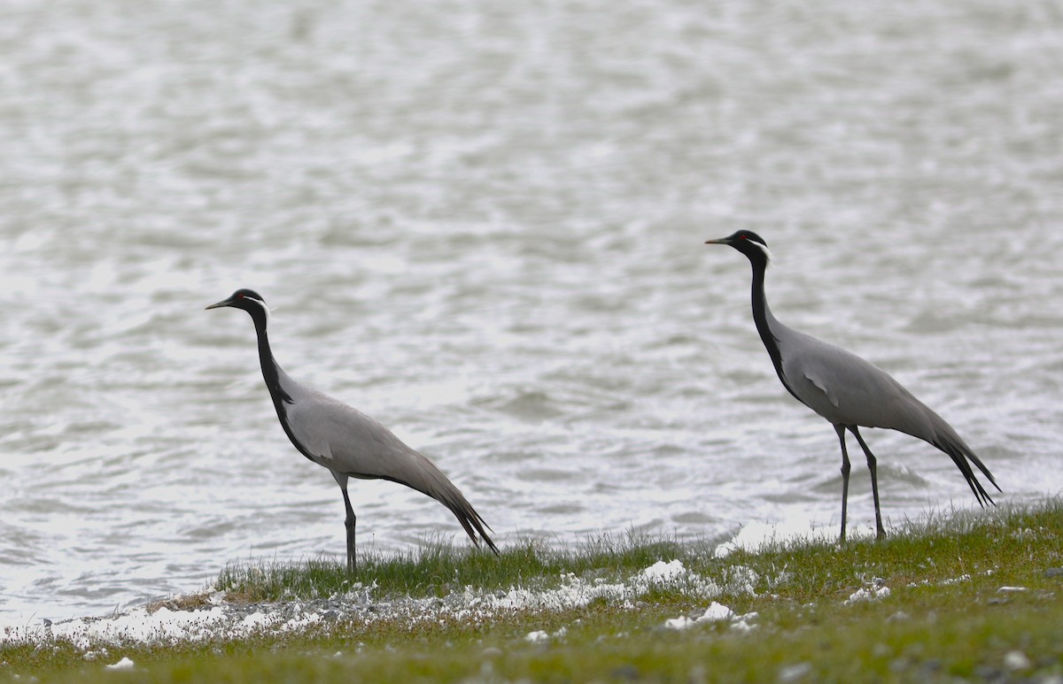 Demoiselle Crane - ML620470711