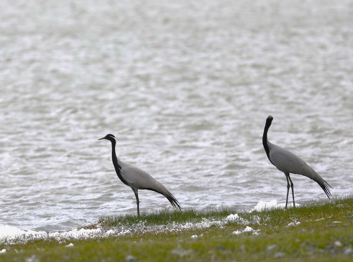 Demoiselle Crane - ML620470712