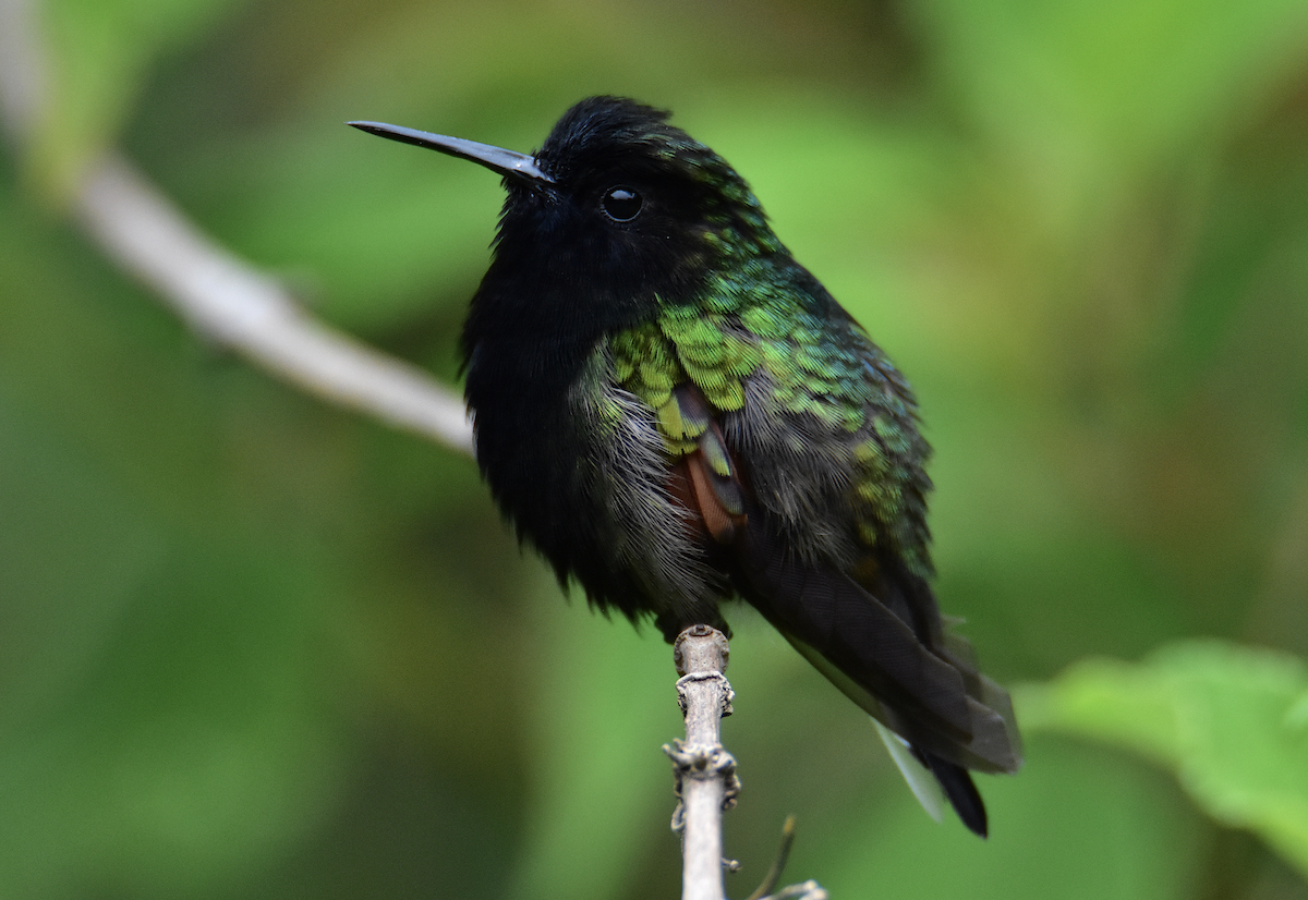kolibřík kostarický - ML620470714