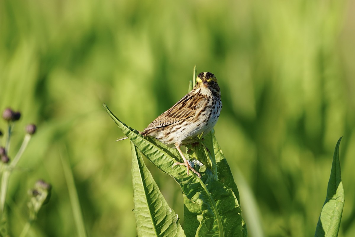 Savannah Sparrow - ML620470717